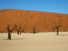 Namibia 2013_251 (Andere).JPG