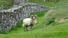 Scottish Islands 2017_107 (Andere).JPG Scottish Islands 2017_107 (Andere).JPG