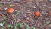 IMG_20201024_185523_274.jpg