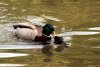enten.jpg
